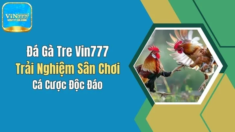 Đá Gà Tre Vin777: Trải Nghiệm Sân Chơi Cá Cược Độc Đáo