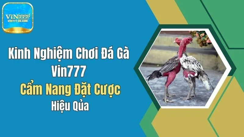 Kinh Nghiệm Chơi Đá Gà Vin777: Cẩm Nang Đặt Cược Hiệu Quả